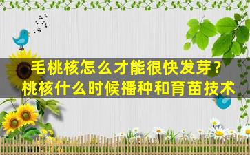 毛桃核怎么才能很快发芽？桃核什么时候播种和育苗技术