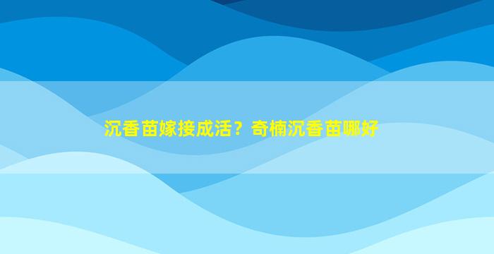 沉香苗嫁接成活？奇楠沉香苗哪好