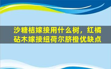 沙糖桔嫁接用什么树，红橘砧木嫁接纽荷尔脐橙优缺点