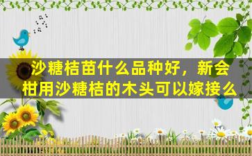 沙糖桔苗什么品种好，新会柑用沙糖桔的木头可以嫁接么