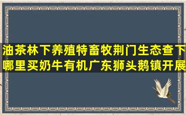 油茶林下养殖特畜牧荆门生态查下哪里买奶牛有机广东狮头鹅镇开展禁养区内生态种养殖是什么技能(油茶林下养殖模式)