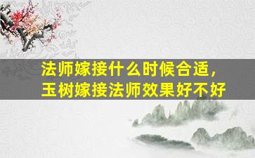 法师嫁接什么时候合适，玉树嫁接法师效果好不好