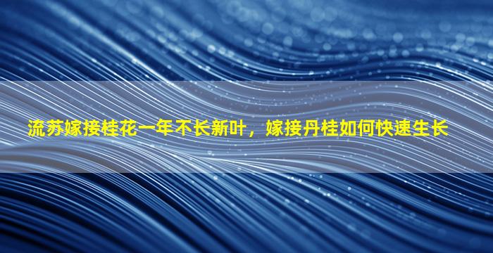 流苏嫁接桂花一年不长新叶，嫁接丹桂如何快速生长