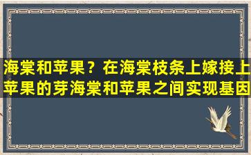 海棠和苹果？在海棠枝条上嫁接上苹果的芽海棠和苹果之间实现基因重组对吗