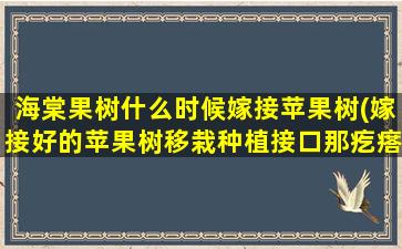 海棠果树什么时候嫁接苹果树(嫁接好的苹果树移栽种植接口那疙瘩能埋土里吗有什么危害)