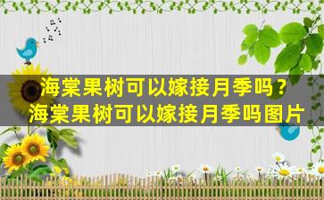 海棠果树可以嫁接月季吗？海棠果树可以嫁接月季吗图片