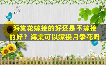 海棠花嫁接的好还是不嫁接的好？海棠可以嫁接月季花吗