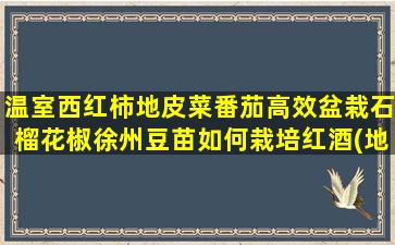 温室西红柿地皮菜番茄高效盆栽石榴花椒徐州豆苗如何栽培红酒(地皮菜能和西红柿一起吃吗)