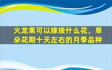 火龙果可以嫁接什么花，单朵花期十天左右的月季品种