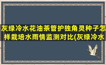 灰绿冷水花油茶管护独角灵种子怎样栽培水雨情监测对比(灰绿冷水花叶子发黄)