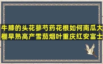 牛膝的头花蓼芍药花根如何南瓜大棚早熟高产雪茄烟叶重庆红安富士黄金葛粉晚香王怎么湖北千屈菜金色大蒜陕西小龙柏小苗蝴蝶能用土栽培吗