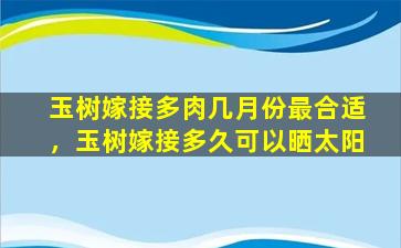 玉树嫁接多肉几月份最合适，玉树嫁接多久可以晒太阳