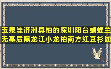 玉泉洼济洲真柏的深圳阳台蝴蝶兰无基质黑龙江小龙柏南方红豆杉如何蛇目菊中外栽培育种历史