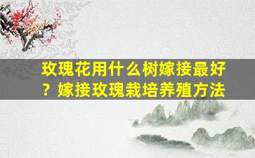 玫瑰花用什么树嫁接最好？嫁接玫瑰栽培养殖方法