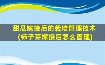 甜瓜嫁接后的栽培管理技术(柿子芽嫁接后怎么管理)