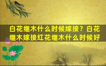 白花继木什么时候嫁接？白花继木嫁接红花继木什么时候好