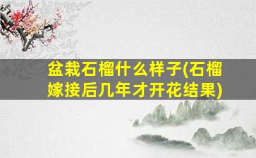 盆栽石榴什么样子(石榴嫁接后几年才开花结果)