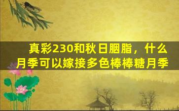 真彩230和秋日胭脂，什么月季可以嫁接多色棒棒糖月季