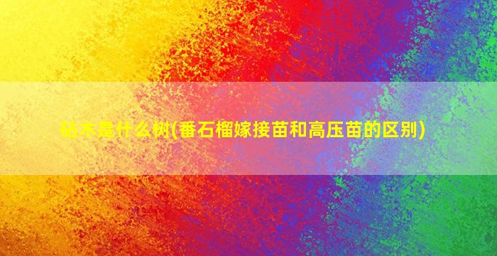 砧木是什么树(番石榴嫁接苗和高压苗的区别)