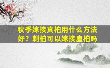 秋季嫁接真柏用什么方法好？刺柏可以嫁接崖柏吗