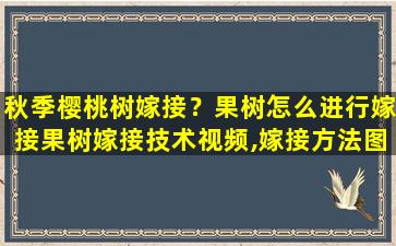 秋季樱桃树嫁接？果树怎么进行嫁接果树嫁接技术视频,嫁接方法图解