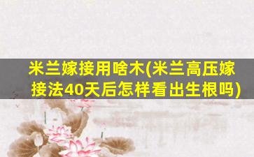 米兰嫁接用啥木(米兰高压嫁接法40天后怎样看出生根吗)