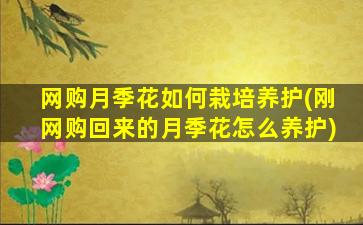 网购月季花如何栽培养护(刚网购回来的月季花怎么养护)