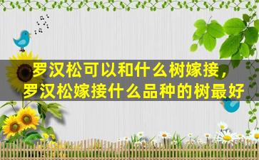 罗汉松可以和什么树嫁接，罗汉松嫁接什么品种的树最好