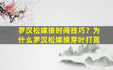 罗汉松嫁接时间技巧？为什么罗汉松嫁接芽叶打蔫