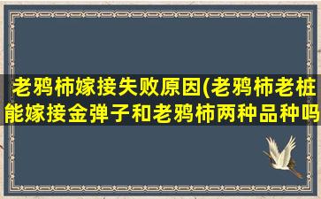 老鸦柿嫁接失败原因(老鸦柿老桩能嫁接金弹子和老鸦柿两种品种吗)