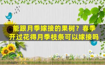 能跟月季嫁接的果树？春季开过花得月季枝条可以嫁接吗