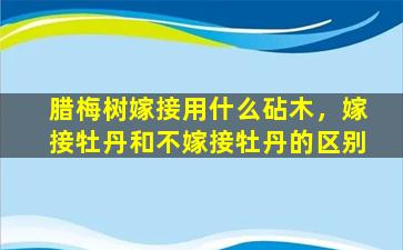 腊梅树嫁接用什么砧木，嫁接牡丹和不嫁接牡丹的区别