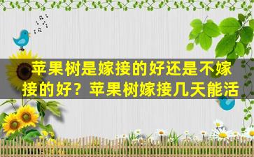 苹果树是嫁接的好还是不嫁接的好？苹果树嫁接几天能活