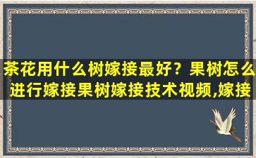 茶花用什么树嫁接最好？果树怎么进行嫁接果树嫁接技术视频,嫁接方法图解