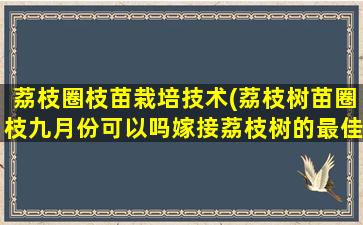 荔枝圈枝苗栽培技术(荔枝树苗圈枝九月份可以吗嫁接荔枝树的最佳时间)