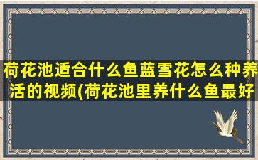 荷花池适合什么鱼蓝雪花怎么种养活的视频(荷花池里养什么鱼最好)