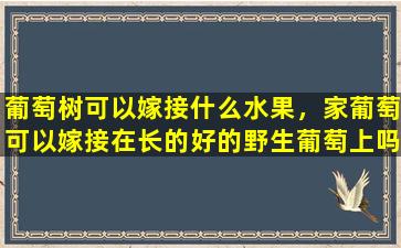 葡萄树可以嫁接什么水果，家葡萄可以嫁接在长的好的野生葡萄上吗