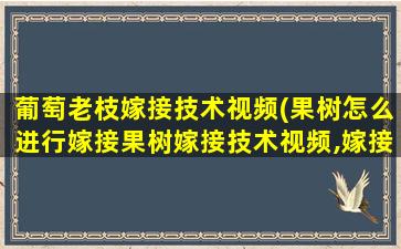 葡萄老枝嫁接技术视频(果树怎么进行嫁接果树嫁接技术视频,嫁接方法图解)