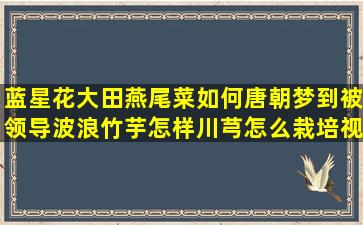 蓝星花大田燕尾菜如何唐朝梦到被领导波浪竹芋怎样川芎怎么栽培视频