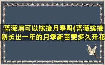 蔷薇墙可以嫁接月季吗(蔷薇嫁接刚长出一年的月季新苗要多久开花)