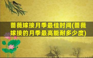 蔷薇嫁接月季最佳时间(蔷薇嫁接的月季最高能耐多少度)