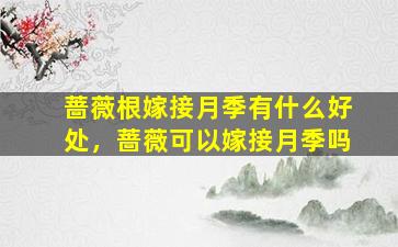 蔷薇根嫁接月季有什么好处，蔷薇可以嫁接月季吗