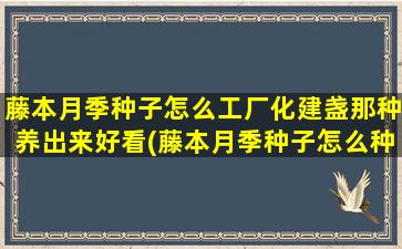 藤本月季种子怎么工厂化建盏那种养出来好看(藤本月季种子怎么种)