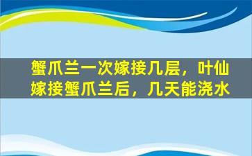 蟹爪兰一次嫁接几层，叶仙嫁接蟹爪兰后，几天能浇水