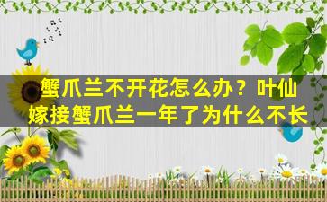 蟹爪兰不开花怎么办？叶仙嫁接蟹爪兰一年了为什么不长