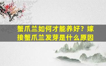 蟹爪兰如何才能养好？嫁接蟹爪兰发芽是什么原因