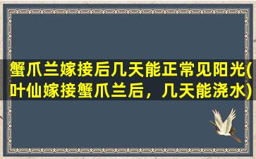 蟹爪兰嫁接后几天能正常见阳光(叶仙嫁接蟹爪兰后，几天能浇水)