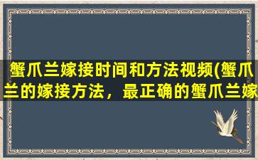 蟹爪兰嫁接时间和方法视频(蟹爪兰的嫁接方法，最正确的蟹爪兰嫁接技巧分享)