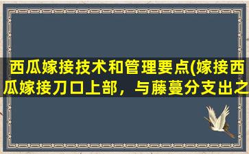 西瓜嫁接技术和管理要点(嫁接西瓜嫁接刀口上部，与藤蔓分支出之间出现裂口，并流出红色液体，继而茎蔓出现干枯是什么病)