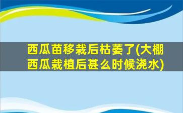 西瓜苗移栽后枯萎了(大棚西瓜栽植后甚么时候浇水)